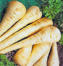 Freezing mashed parsnips